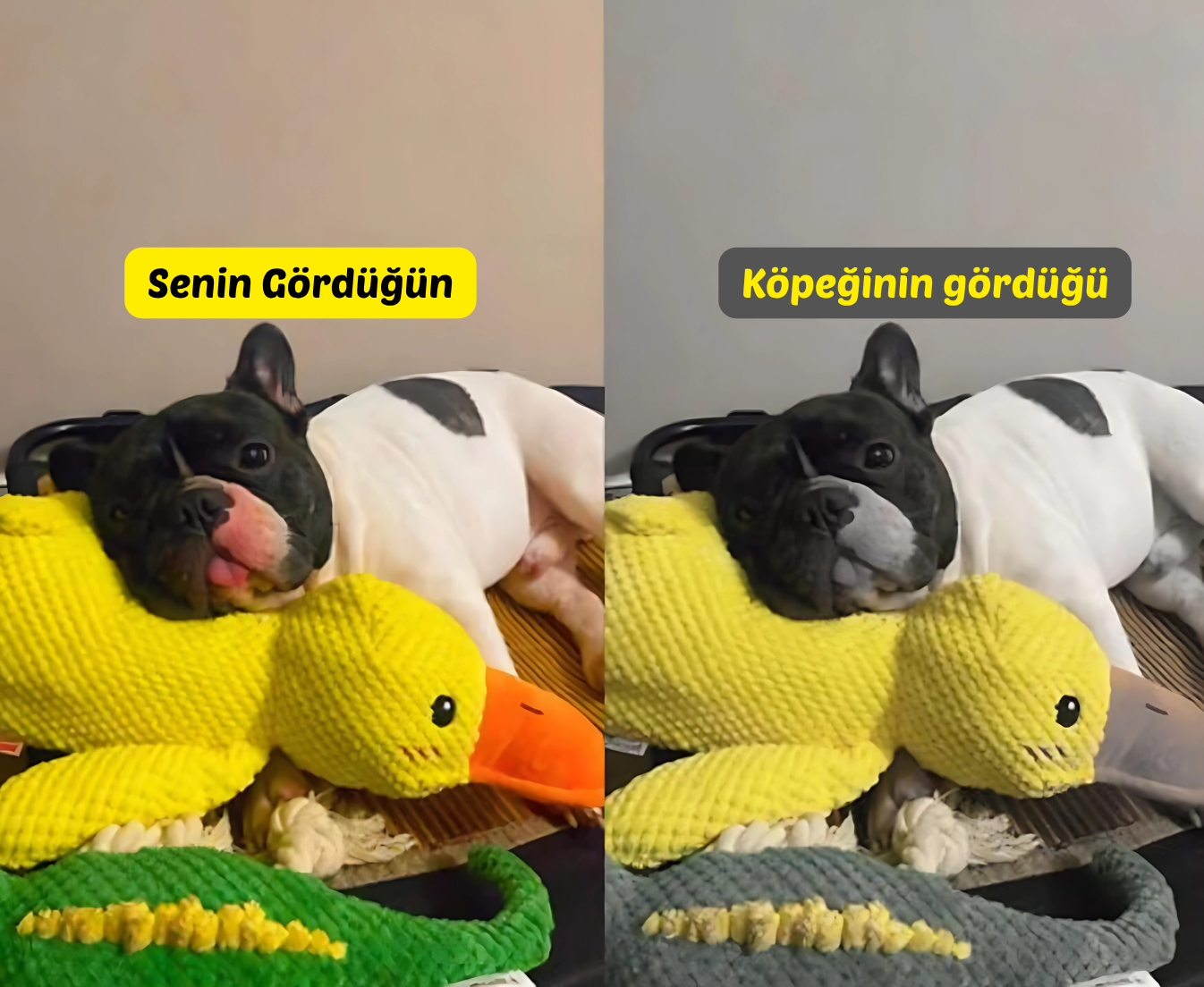PatiMood Sarı Ördek Köpek Oyuncağı – Yumuşak Peluş & Sakinleştirici.